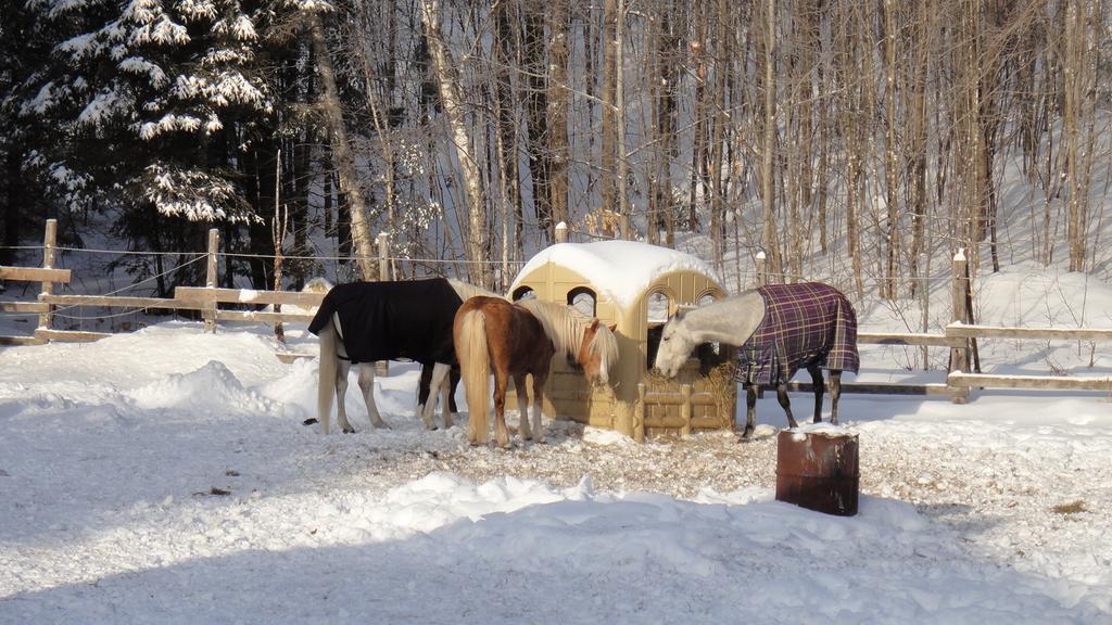 Auberge Le Cheval Bleu Saint-Alphonse-Rodriguez ภายนอก รูปภาพ