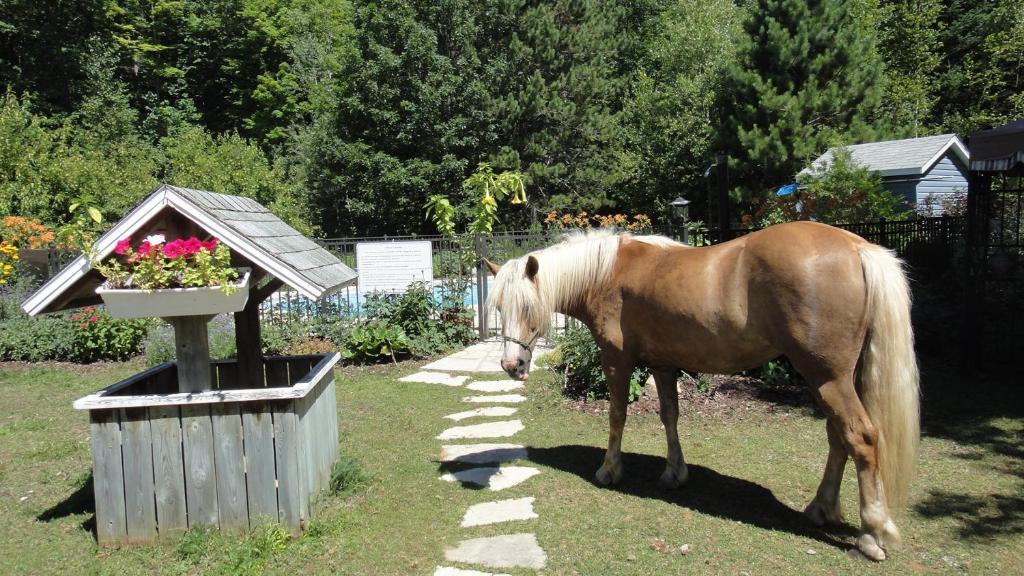 Auberge Le Cheval Bleu Saint-Alphonse-Rodriguez ภายนอก รูปภาพ